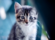 雷火电竞官网-致胜的艺术，雷霆速胜火箭，福克斯时间完美诠释关键先生价值